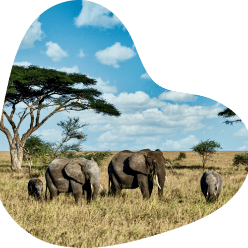 Famille d’éléphants broutant dans une savane africaine sous un ciel bleu avec quelques nuages, au premier plan.
