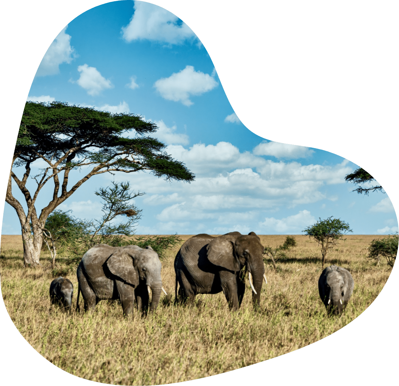 Famille d’éléphants broutant dans une savane africaine sous un ciel bleu avec quelques nuages, au premier plan.