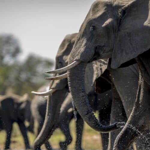 Éléphant noir au premier plan, sa trompe vers la gauche, avec un groupe d’autres éléphants flous derrière dans la savane, poussière et lumière de jour.