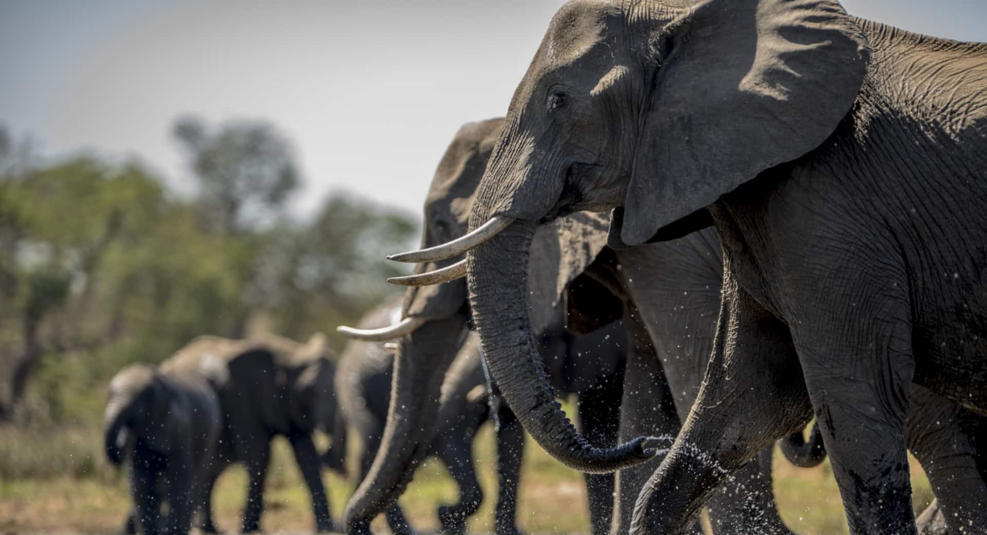 Troupeau d éléphants près d un point d eau dans la savane tanzanienne