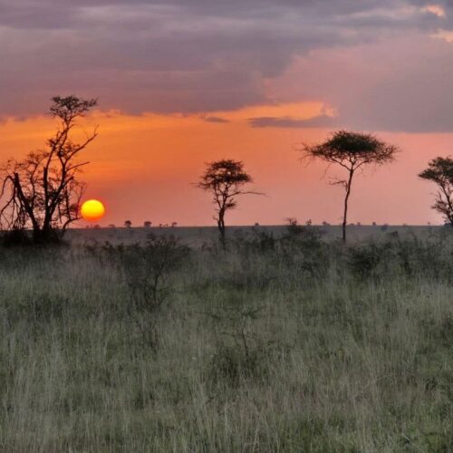 Coucher de soleil sur un horizon de savane parsemé d’acacias, dans le nord de la Tanzanie