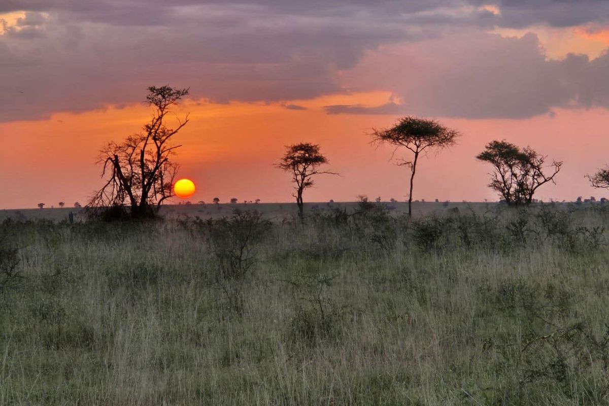 Coucher de soleil sur un horizon de savane parsemé d’acacias, dans le nord de la Tanzanie