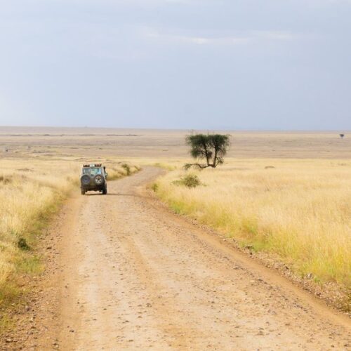 4x4 de safari seul sur une piste de terre traversant la savane tanzanienne