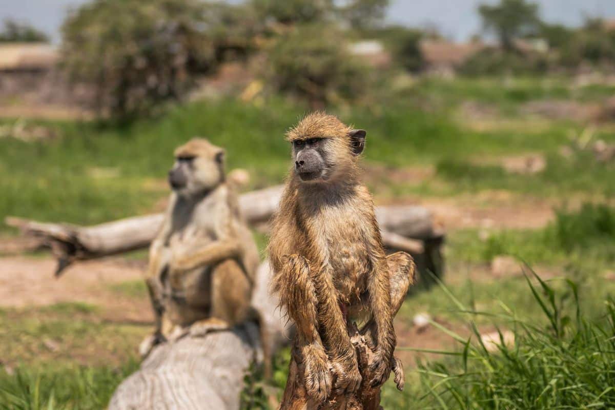 Deux babouins assis sur un tronc dans la végétation d’un parc du nord de la Tanzanie