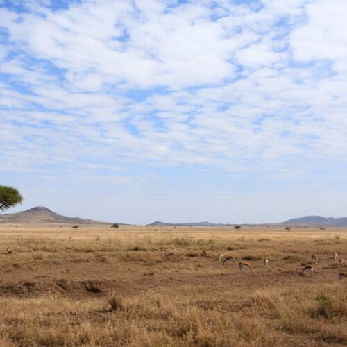 Plaine du Serengeti à perte de vue, un acacia isolé et des collines à l’horizon