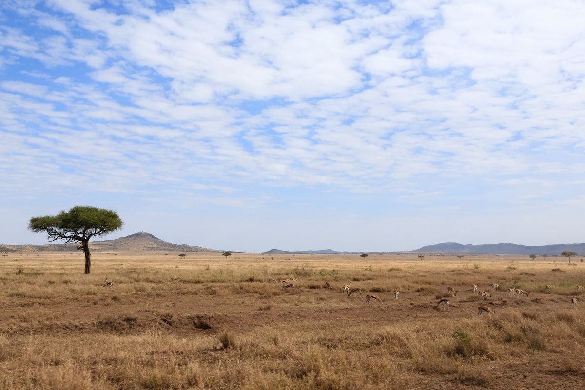 Plaine du Serengeti à perte de vue, un acacia isolé et des collines à l’horizon