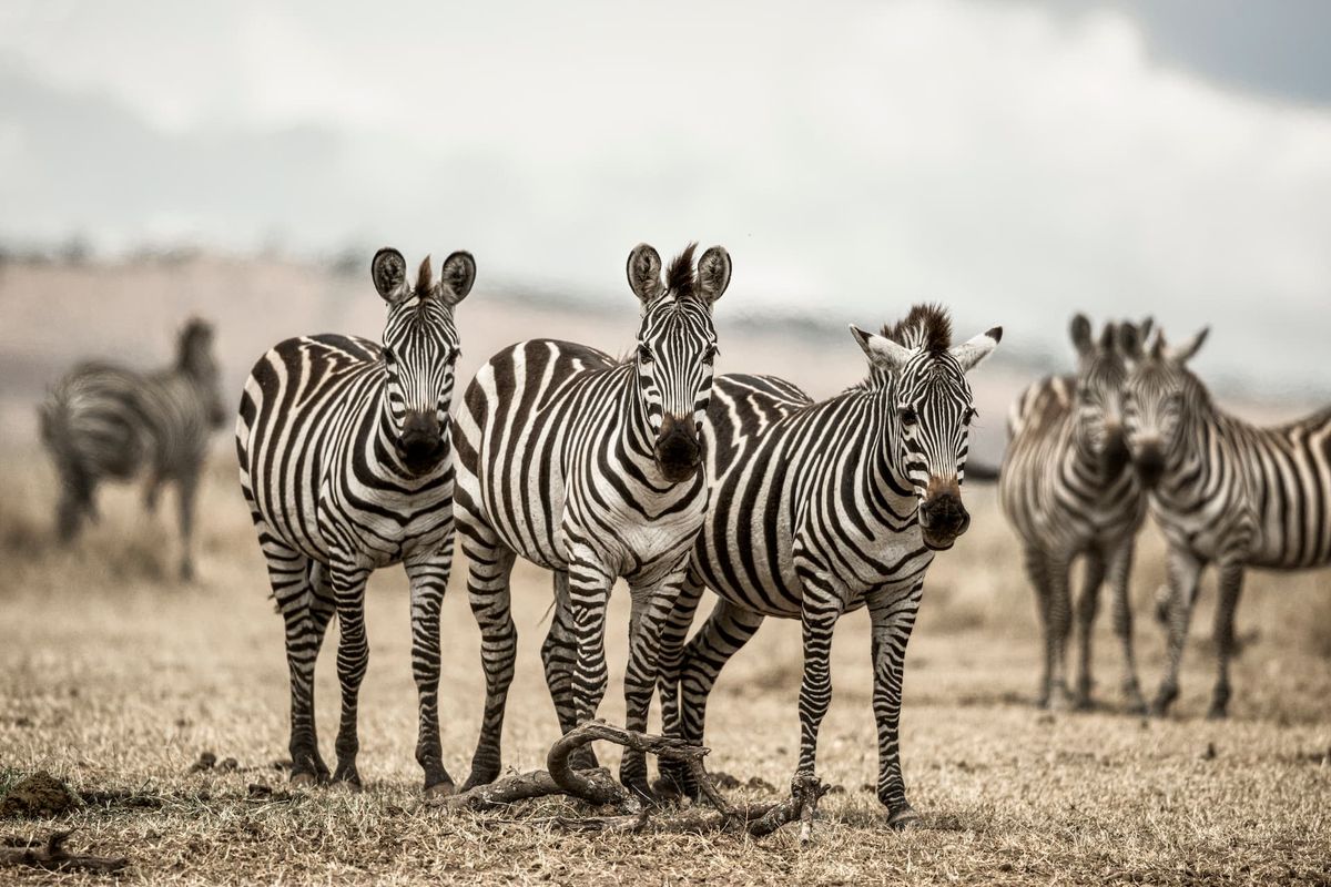 Groupe de zèbres de face dans la savane sèche du Serengeti