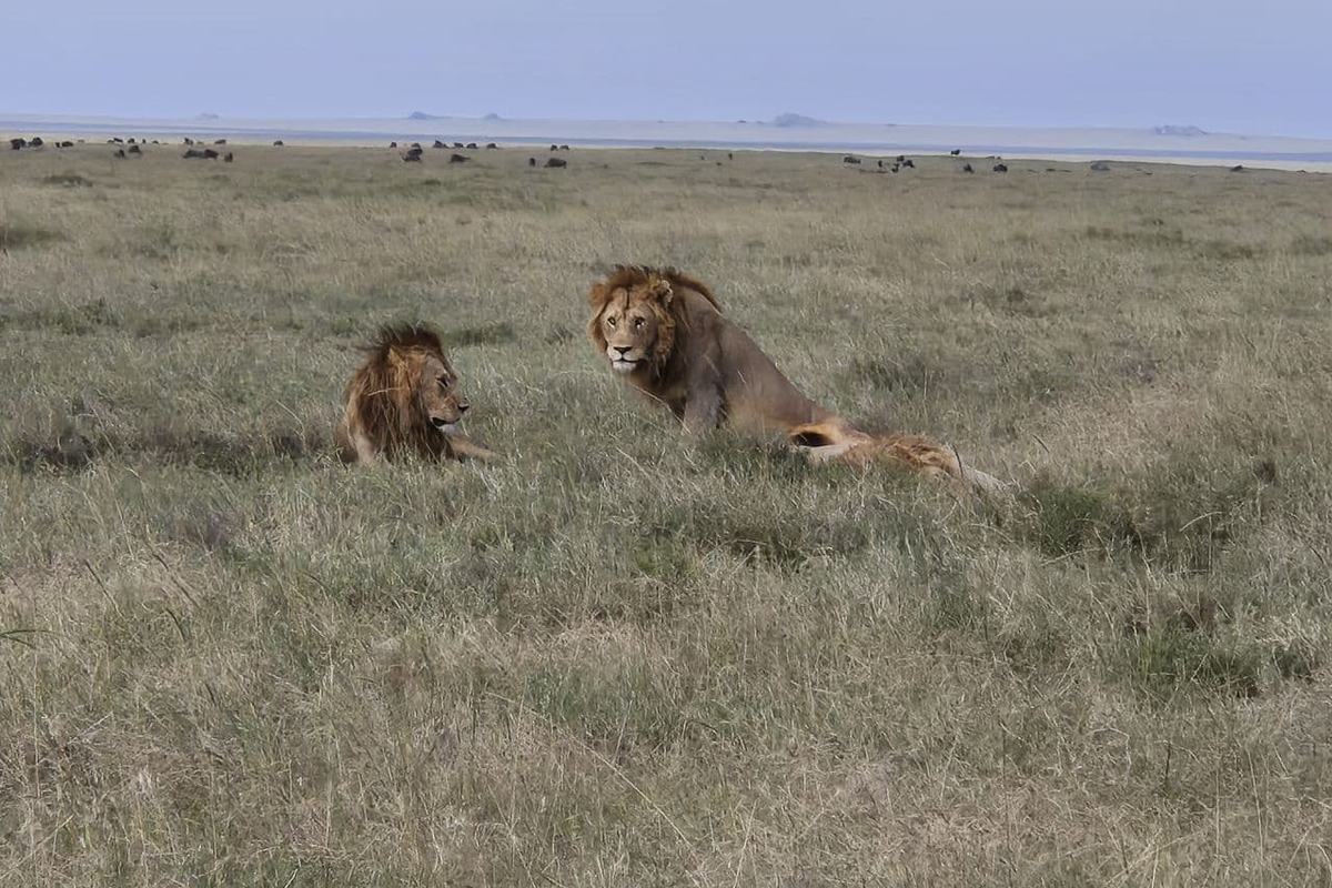 Lionne et lion couchés dans l’herbe haute, observés à distance depuis un 4x4 en Tanzanie