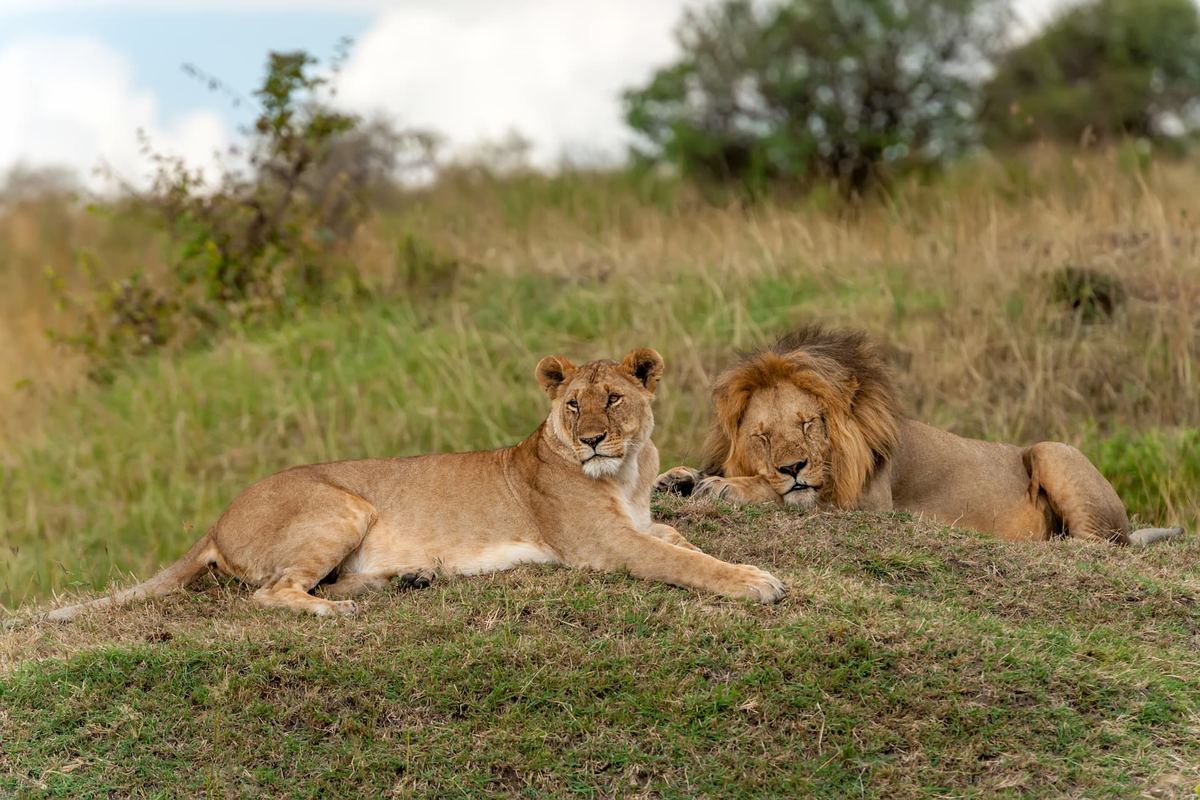 Lionne et lion couchés côte à côte dans l’herbe haute de la savane tanzanienne